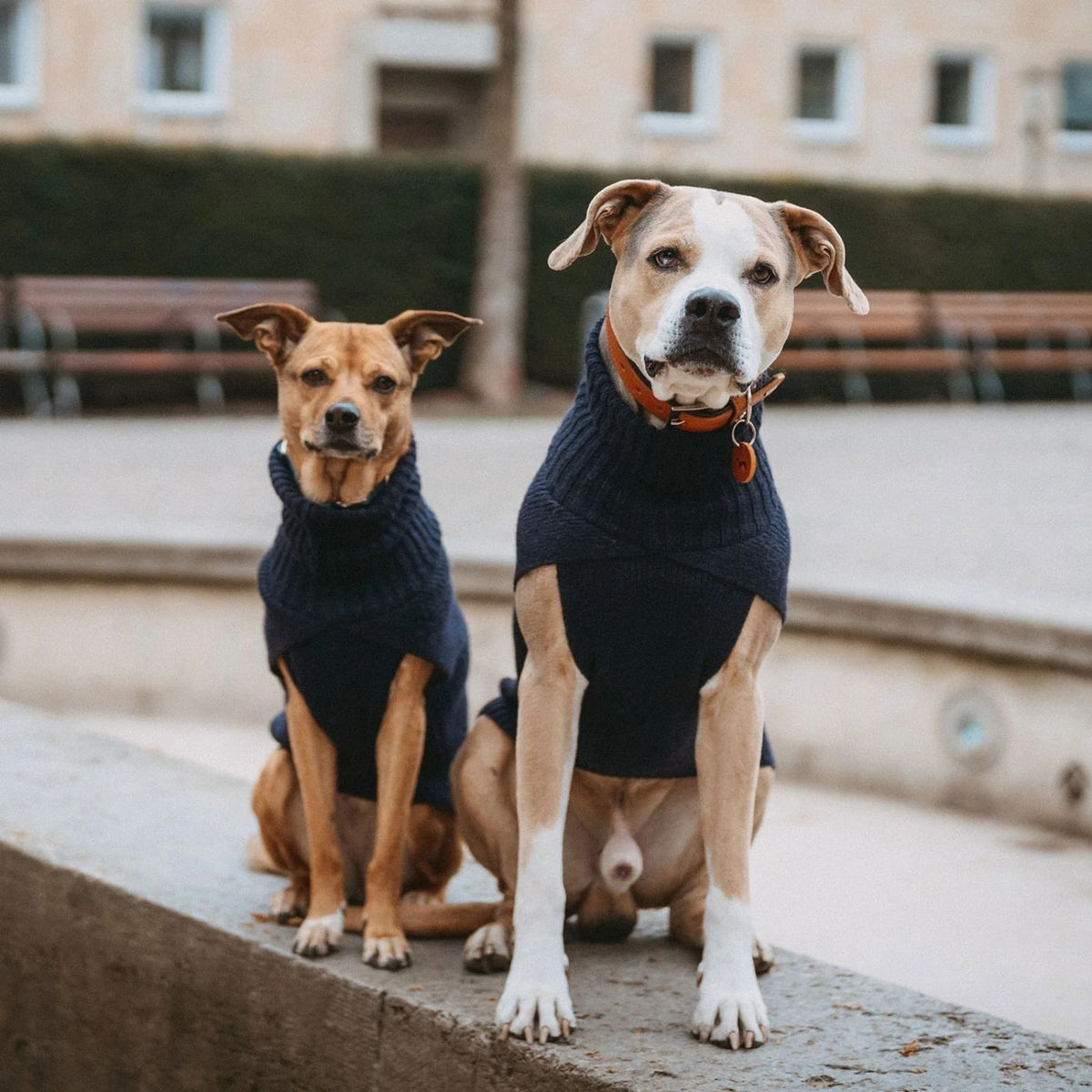 HUNTER GENF Blu Scuro – Maglione in Maglia per Cani con Collo Alto