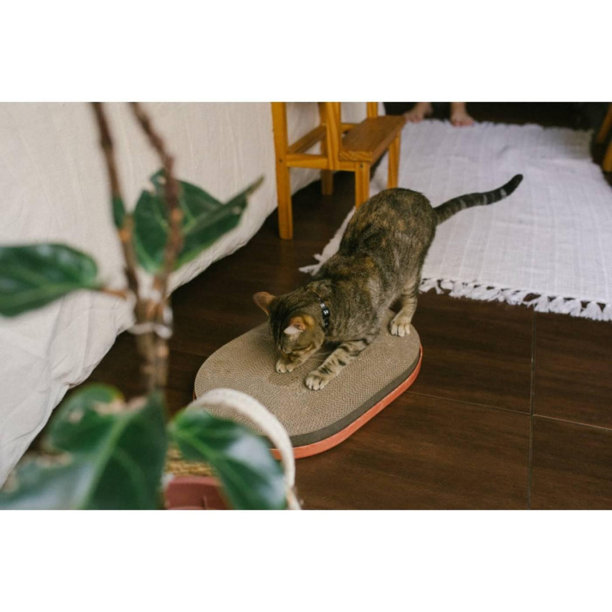 Zee.Cat Tiragraffi in Cartone Citrus per Gatti 5x45,5x30cm