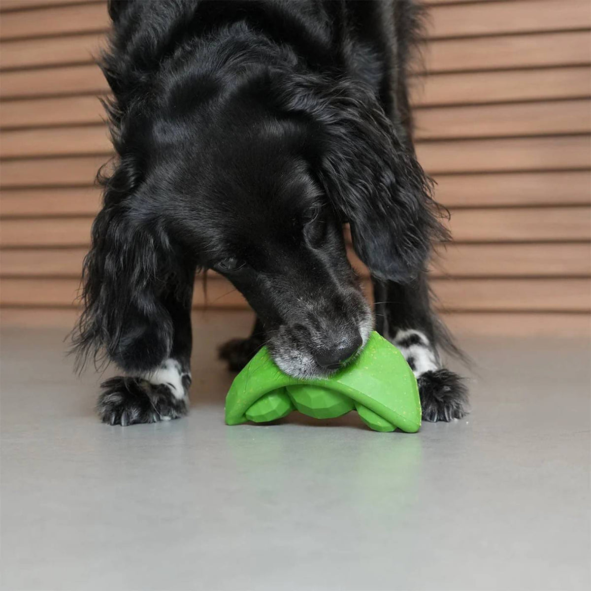 Zee.Dog Gioco per Cani in Gomma Naturale 100% Atossica Super Veggiez Fagiolo