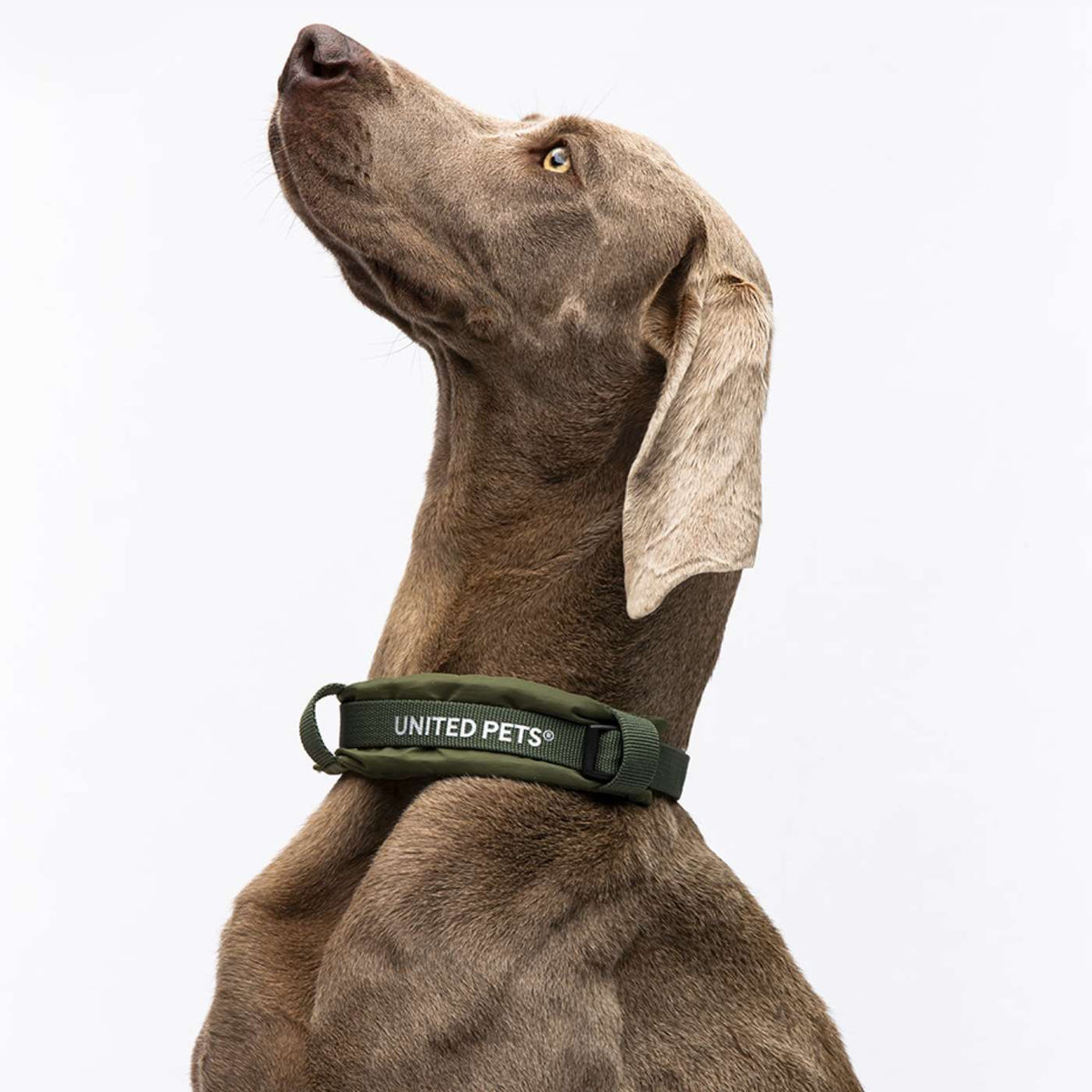 United Pets Collare per Cani con Sottocollo Imbottito Linea CityLife Verde Militare