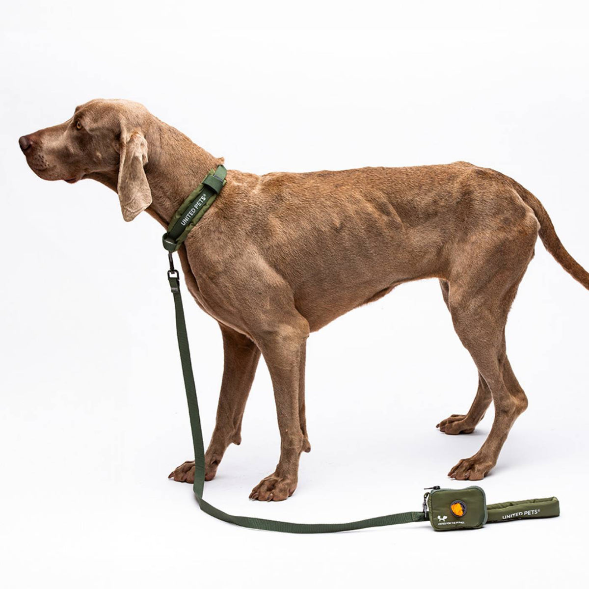 United Pets Collare per Cani con Sottocollo Imbottito Linea CityLife Verde Militare