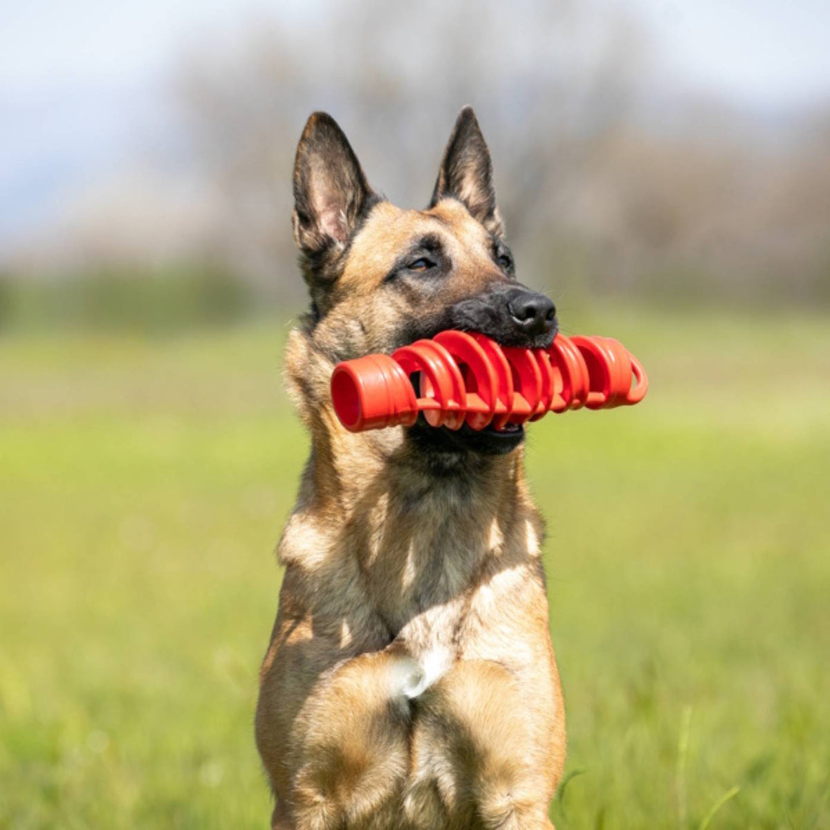 Bama Pet Tira &amp; Molla Mini Gioco per Cani