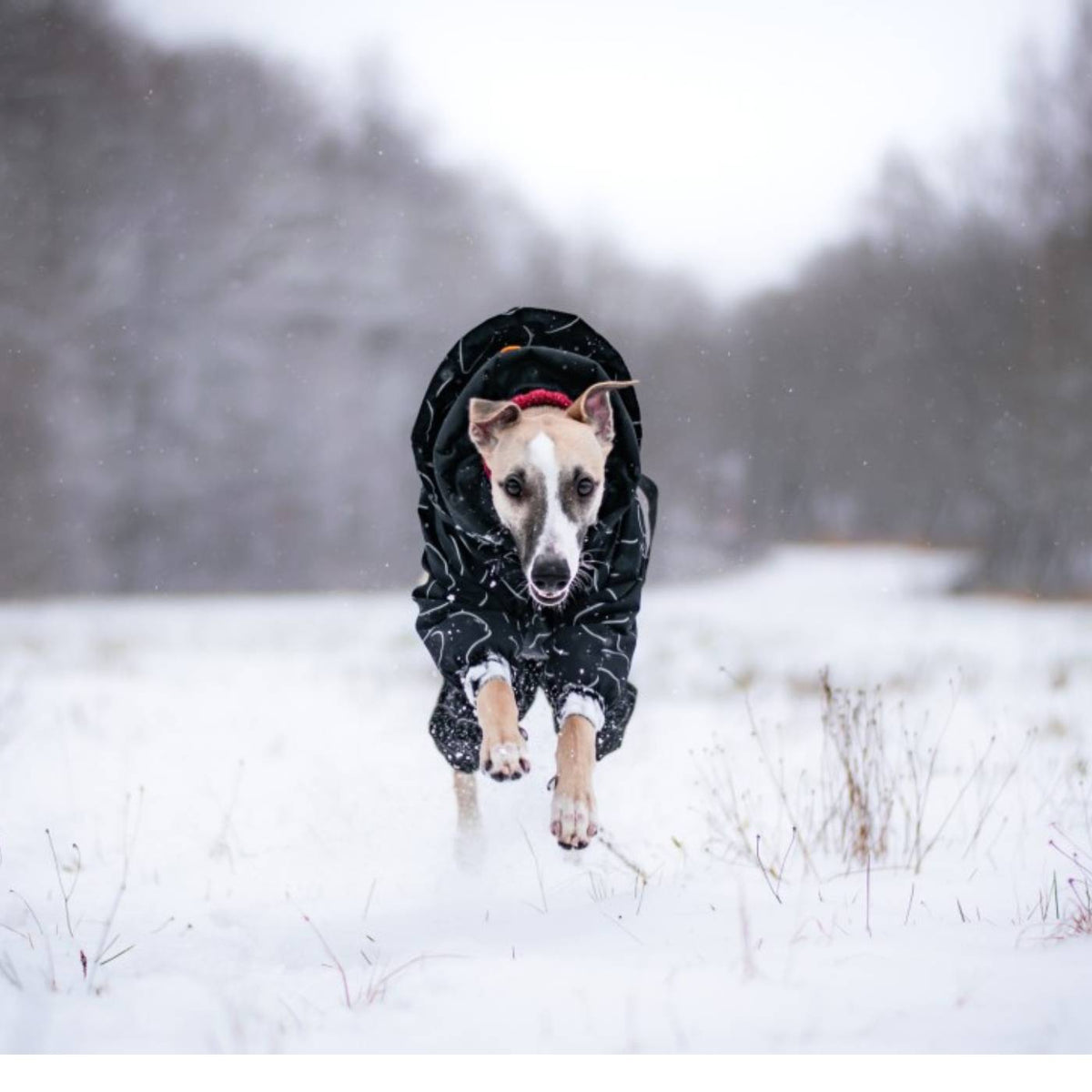 Paikka Giacca Invernale Lunga ad Alta Visibilità per Cani Nero