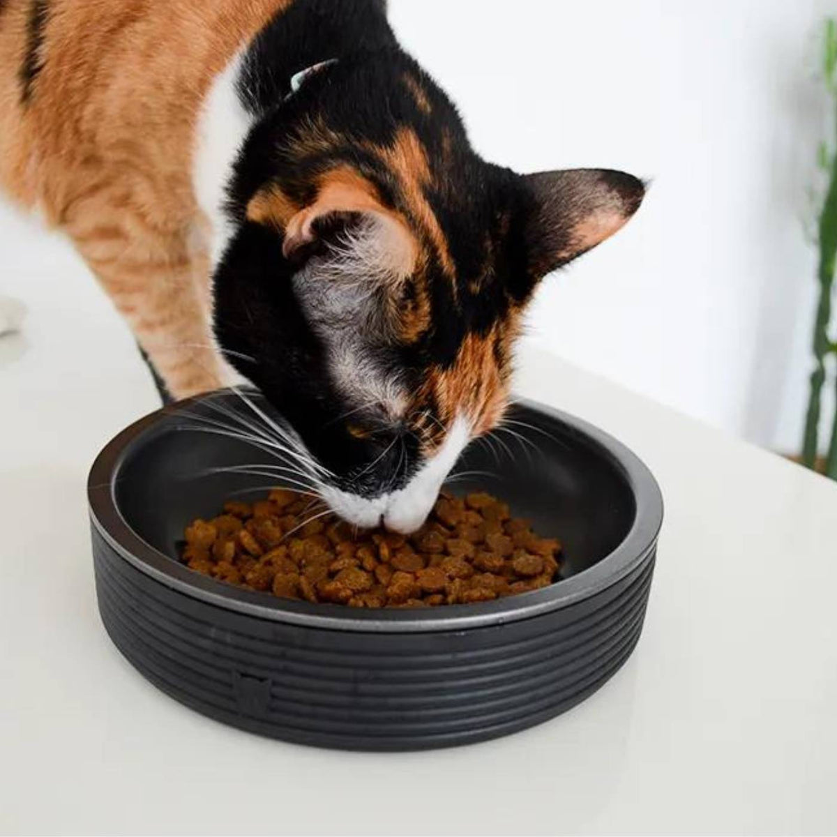 Zee.Cat Ciotola per Gatti Duo Bowl d.18cm 430ml