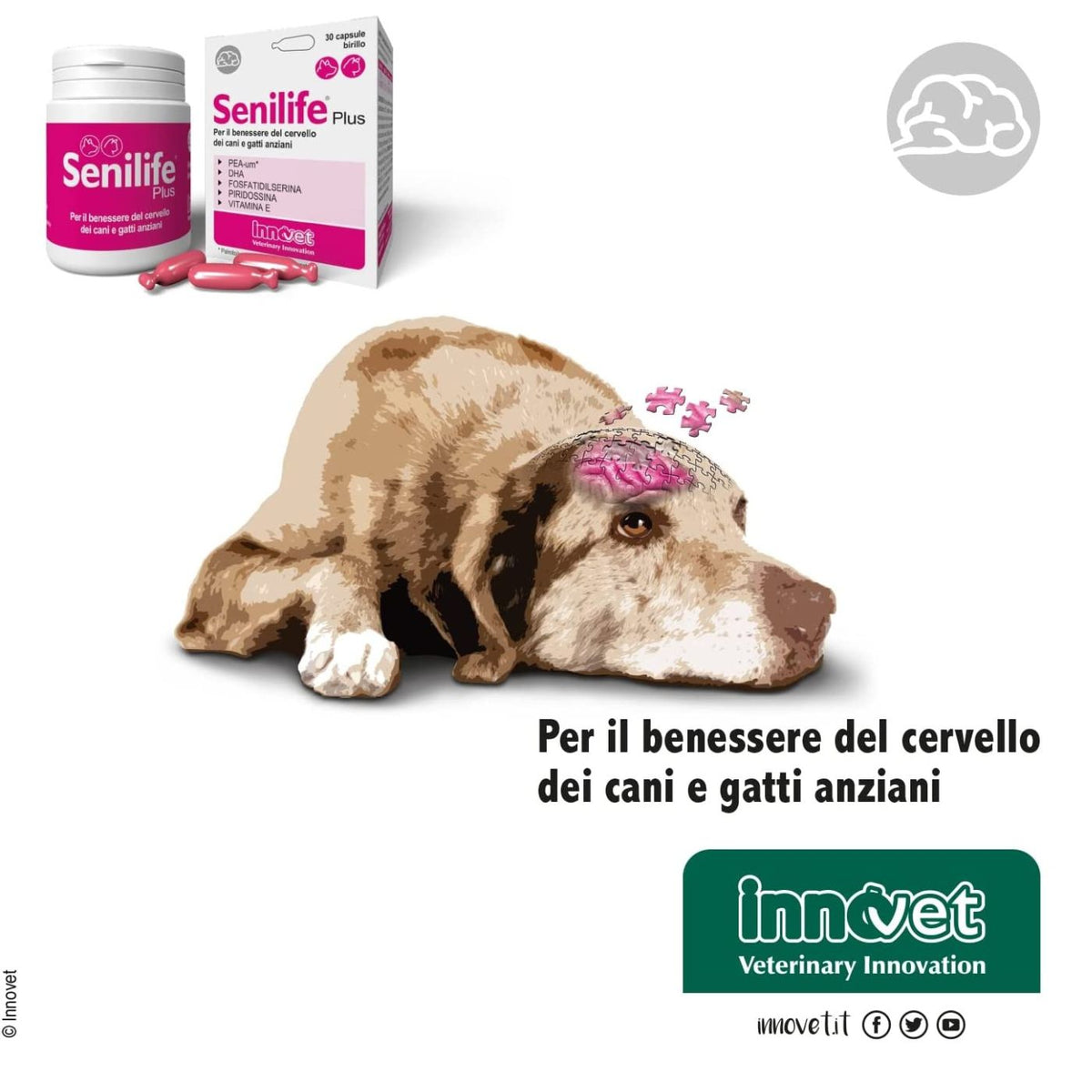 Senilife Plus per Cani e Gatti Anziani Innovet