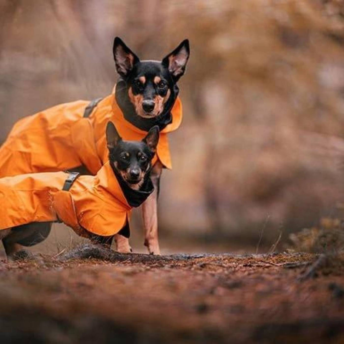 Paikka Impermeabile ad Alta Visibilità Tessuto Recovery per Cani Arancione