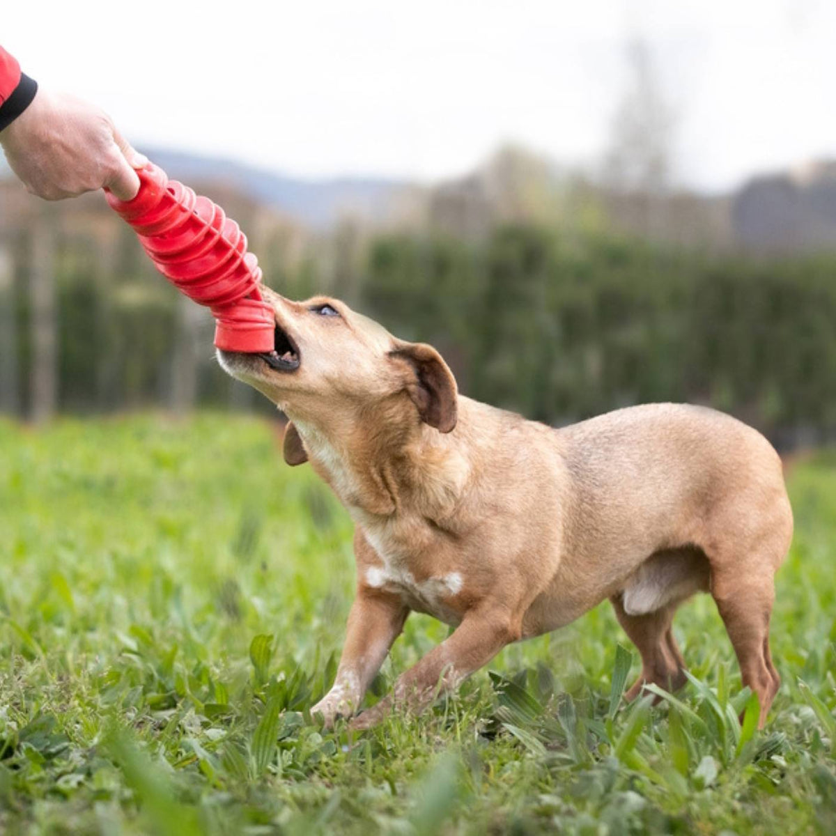 Bama Pet Tira &amp; Molla Gioco per Cani