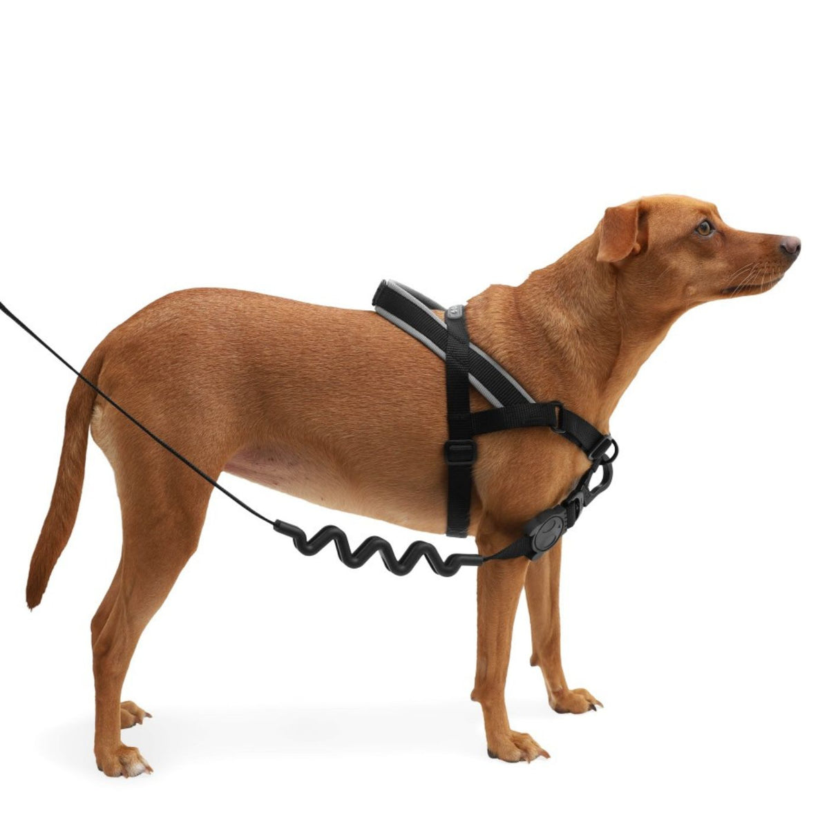 Zee.Dog Pettorina Norvegese Softer-Walk per Cani Gotham