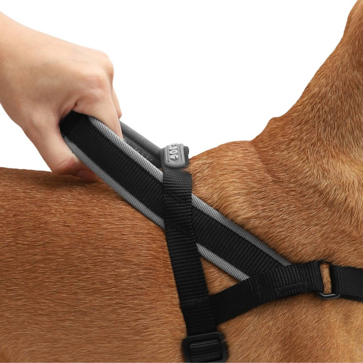 Zee.Dog Pettorina Norvegese Softer-Walk per Cani Gotham