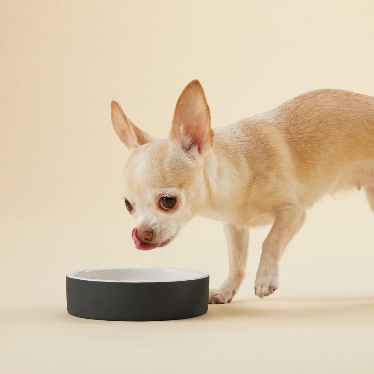 Paikka Ciotola Slow Feed in Ceramica Nera L Ø 20 cm per Cani