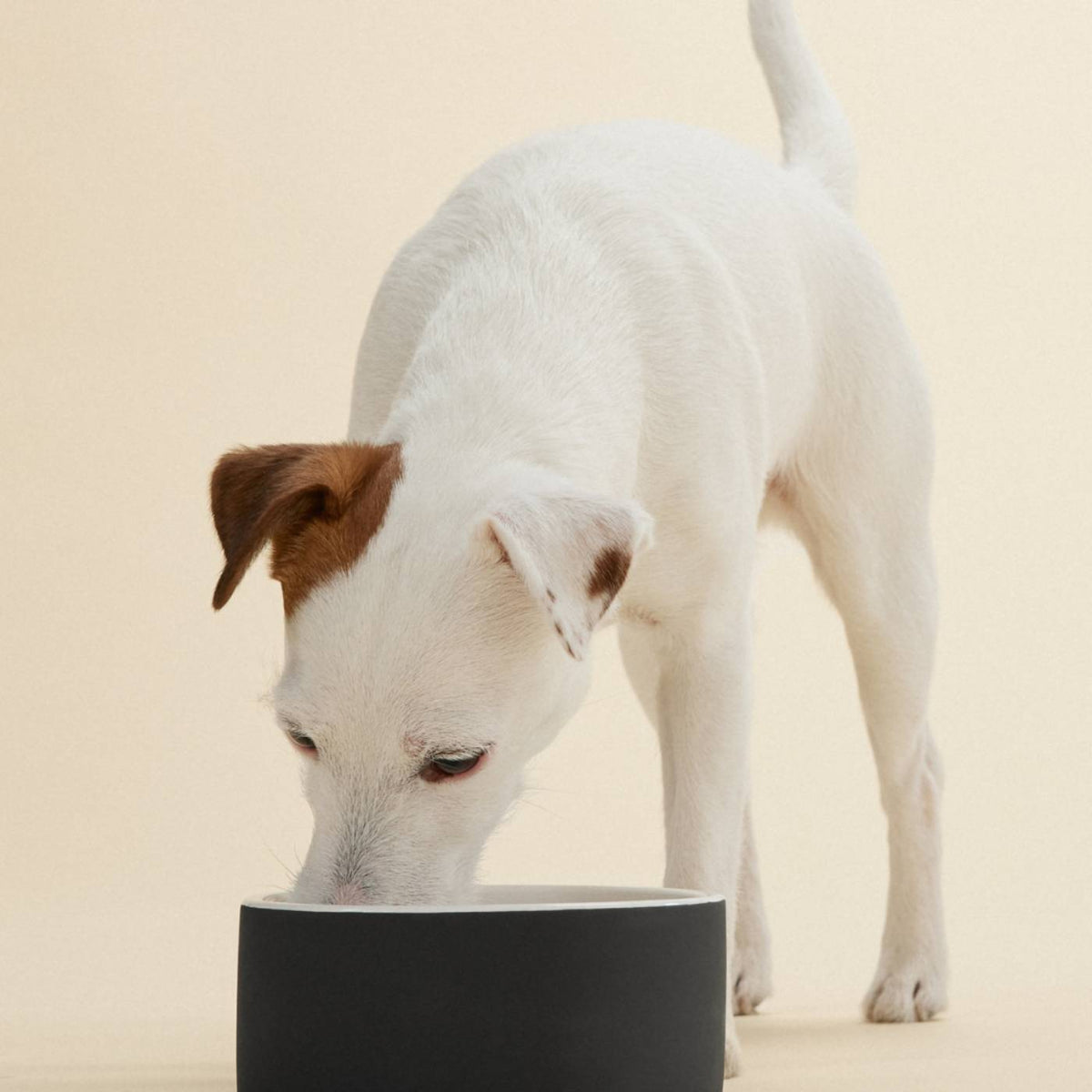 Paikka Ciotola Slow Feed in Ceramica Nera L Ø 20 cm per Cani