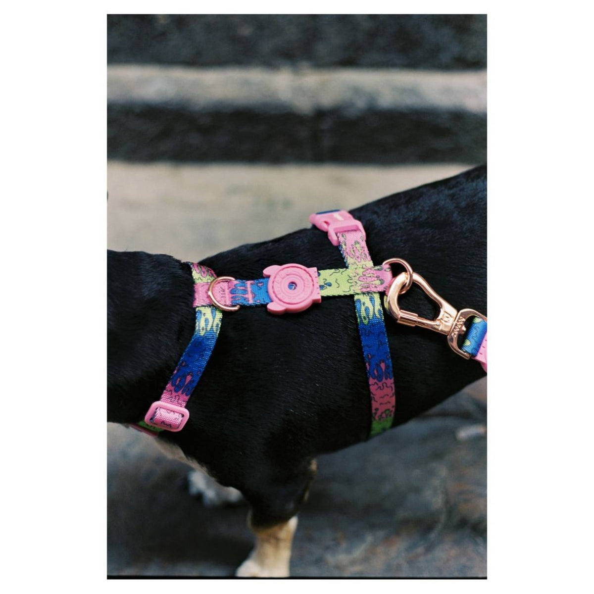 Zee.Dog Pettorina ad H per Cani Melted