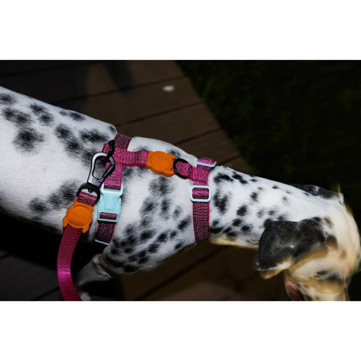 Zee.Dog Pettorina ad H per Cani Nox Sidus