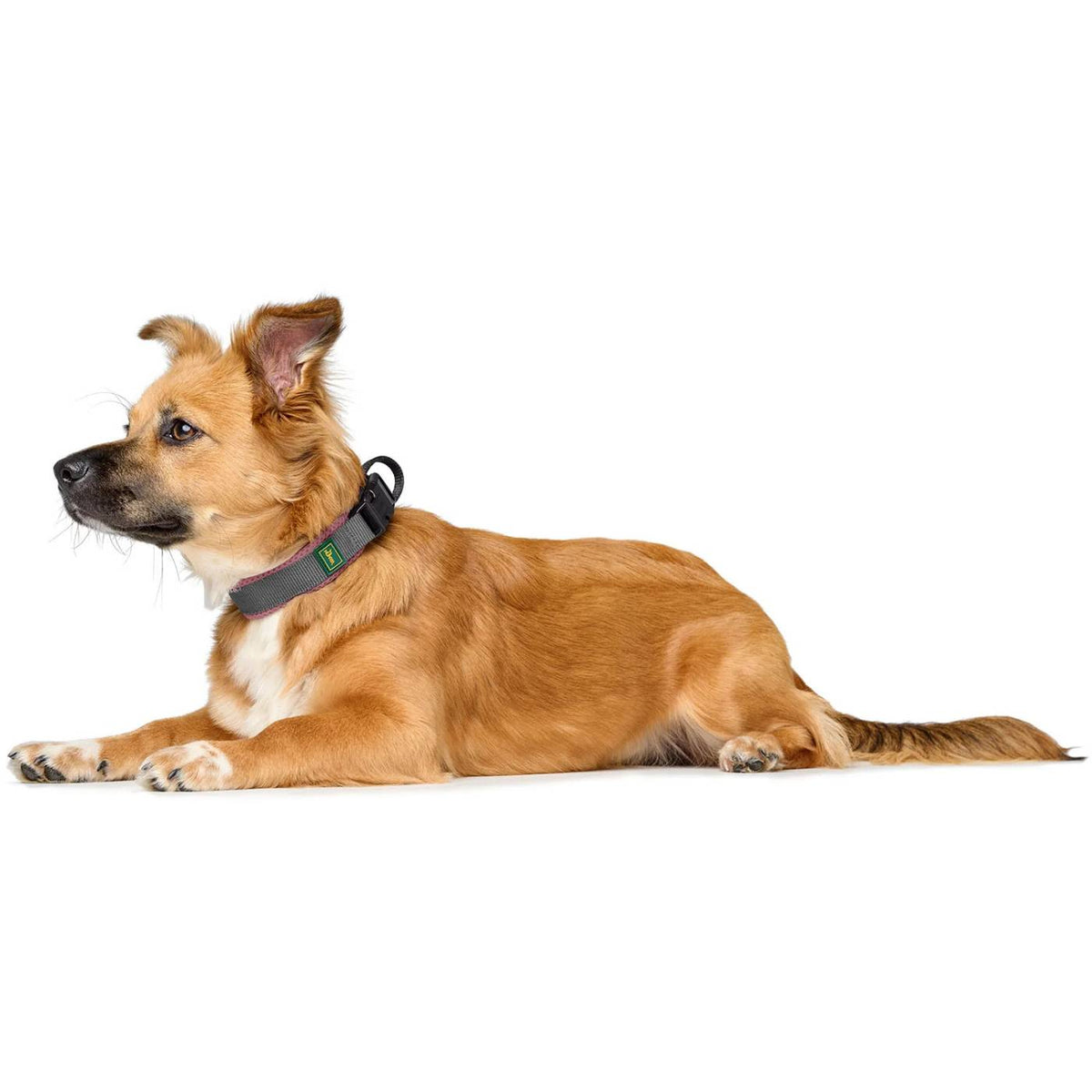 Hunter Collare per Cani Regolabile Maldon Rosa Antico/Grigio Riflettente