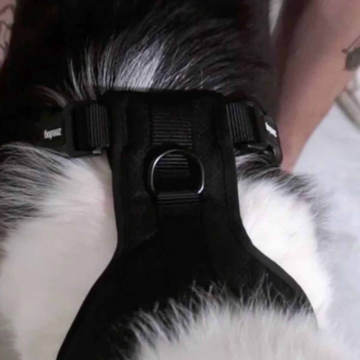 Zee.Dog Pettorina Regolabile Air Mesh per Cani Fly H3D