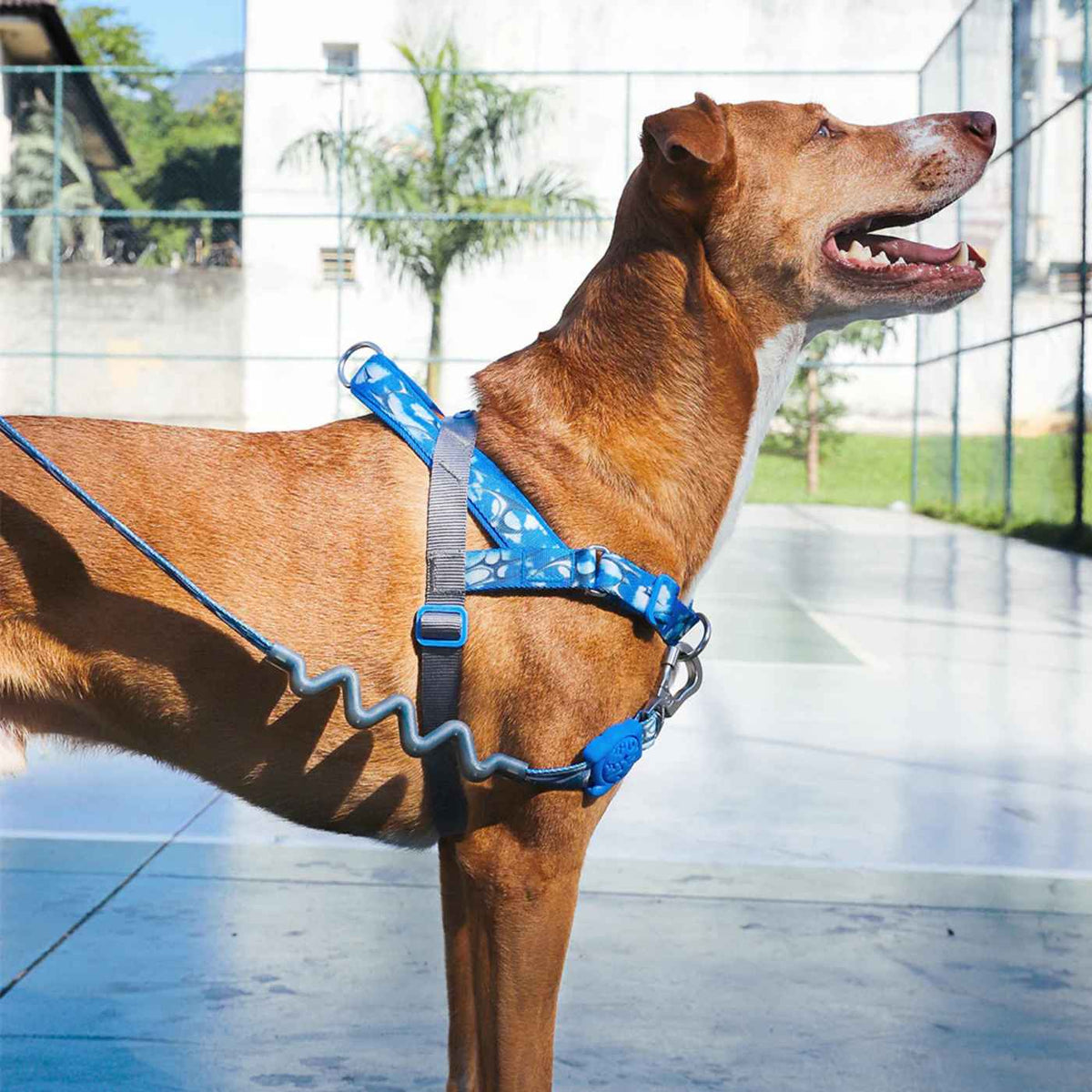 Zee.Dog Pettorina Norvegese Softer-Walk per Cani Fly H3D
