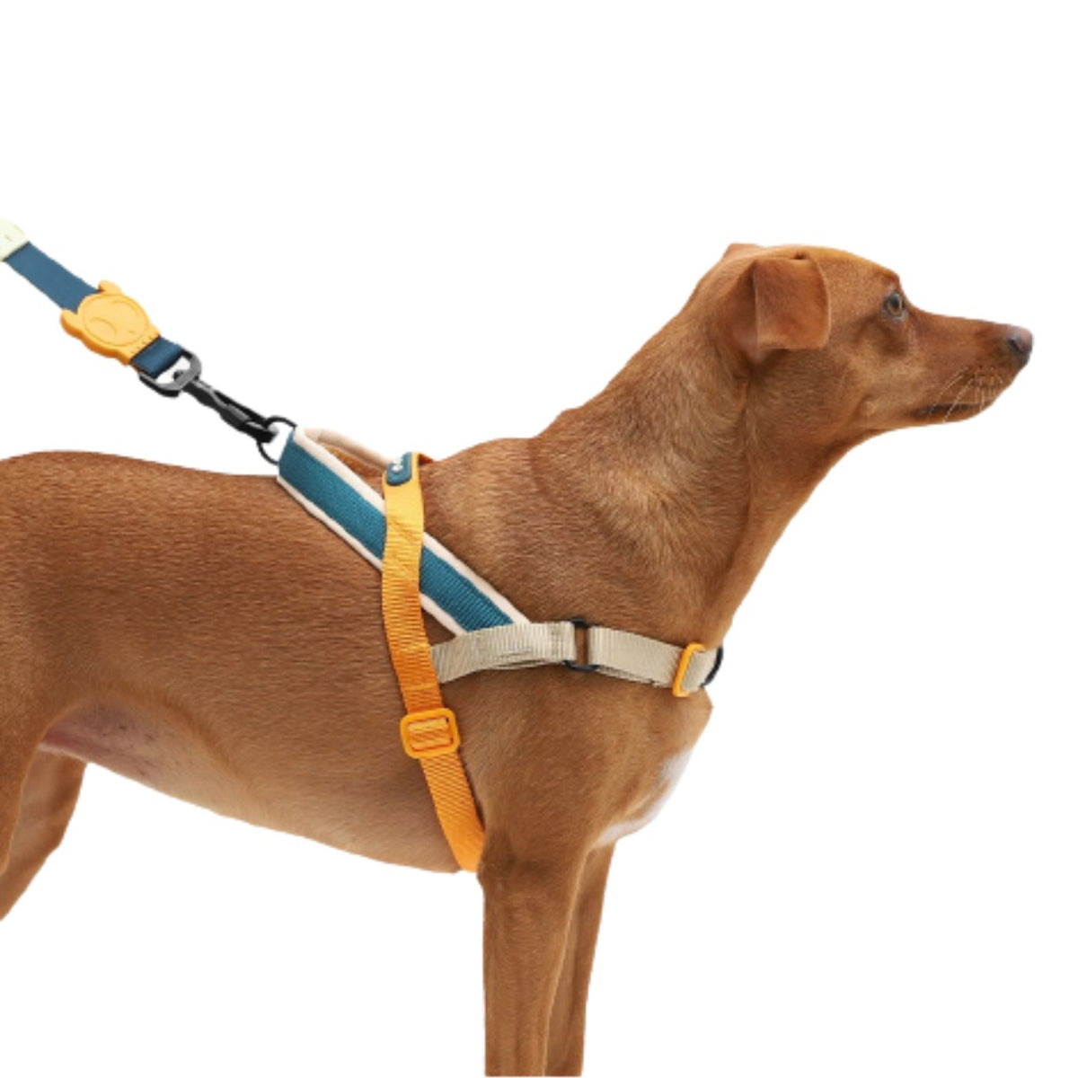 Zee.Dog Pettorina Norvegese Softer-Walk per Cani Voyage