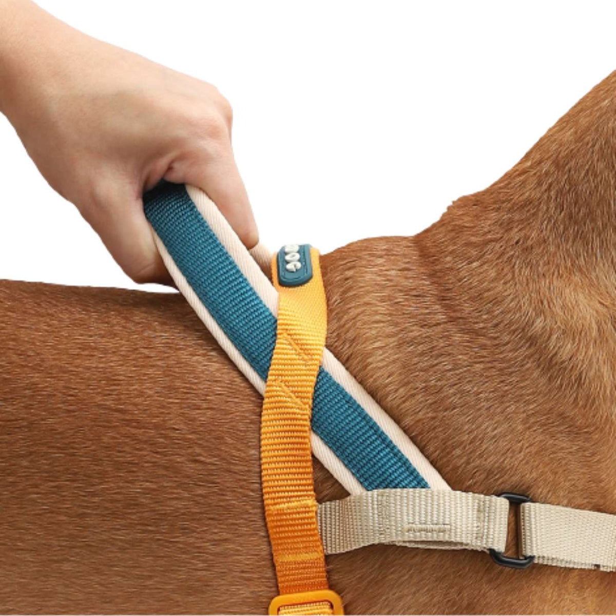 Zee.Dog Pettorina Norvegese Softer-Walk per Cani Voyage