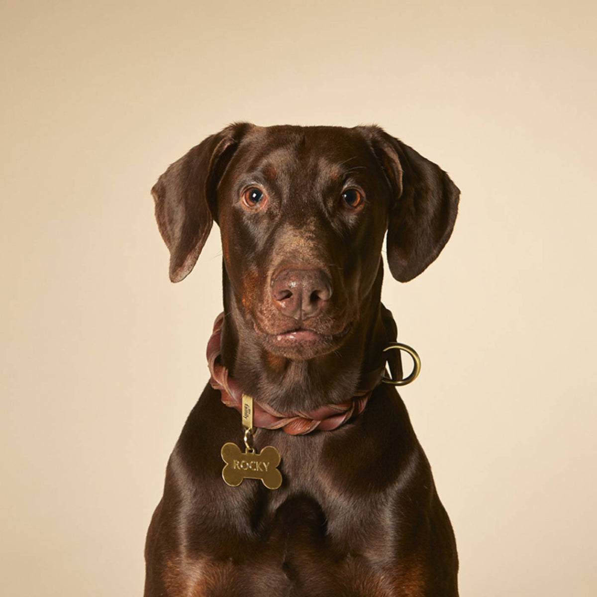 MyFamily Collare per Cani in Cuoio Ingrassato Marrone Ascot con Finiture in Ottone Inglese