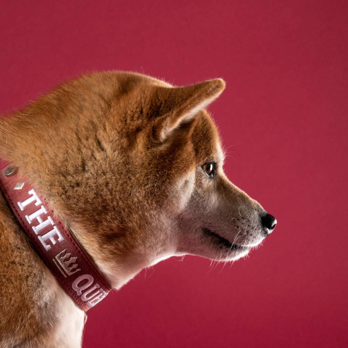 MyFamily Collare per Cani in Similpelle Crema e Bordeaux Royal Ricamo The Queen con Finiture in Argento Antico
