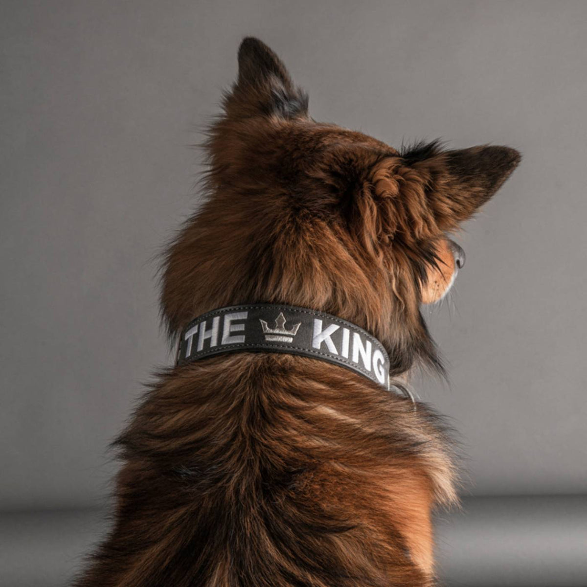 MyFamily Collare per Cani in Similpelle Grigio e Nero Royal Ricamo The King con Finiture in Argento Antico