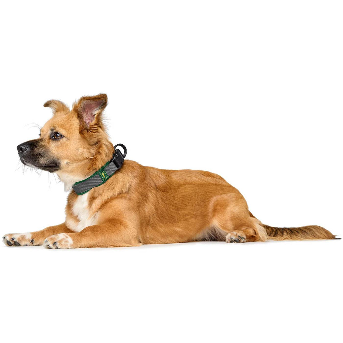 Hunter Collare per Cani Regolabile Maldon Verde Scuro/Grigio Riflettente