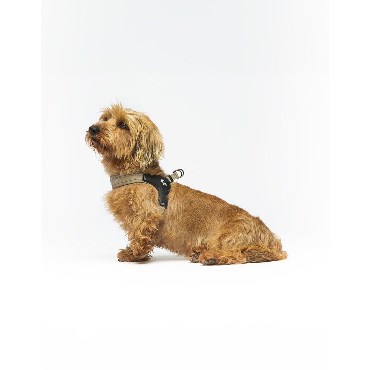 United Pets Pettorina per Cani Aggancio Rapido Linea CityLife Beige