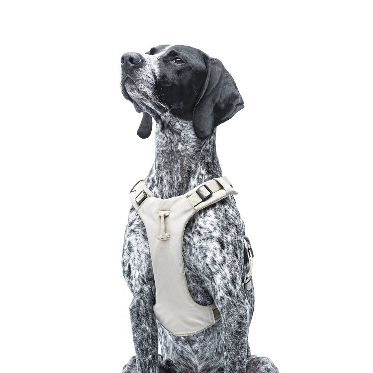 United Pets Pettorina H per Cani Imbottita Linea CityLife Beige