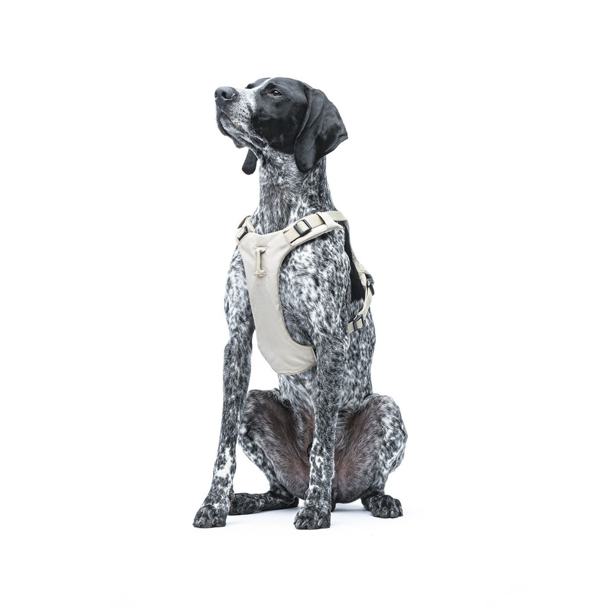 United Pets Pettorina H per Cani Imbottita Linea CityLife Beige