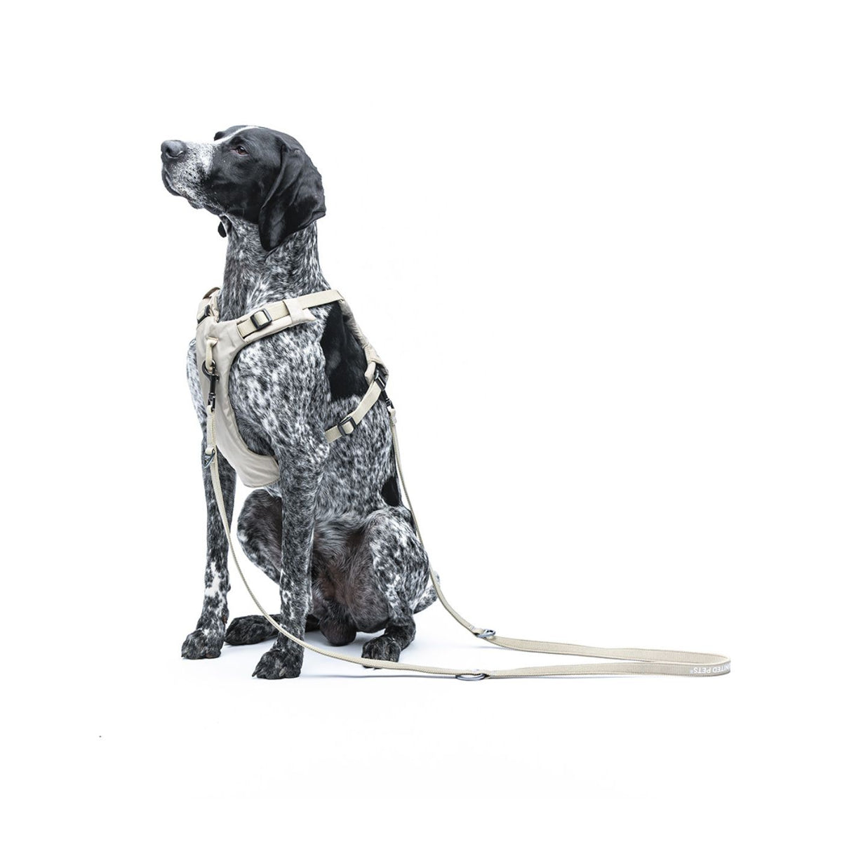 United Pets Pettorina H per Cani Imbottita Linea CityLife Beige