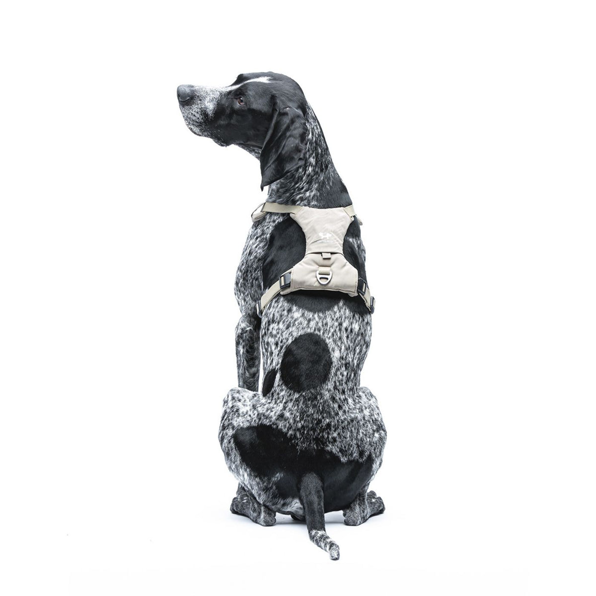 United Pets Pettorina H per Cani Imbottita Linea CityLife Beige