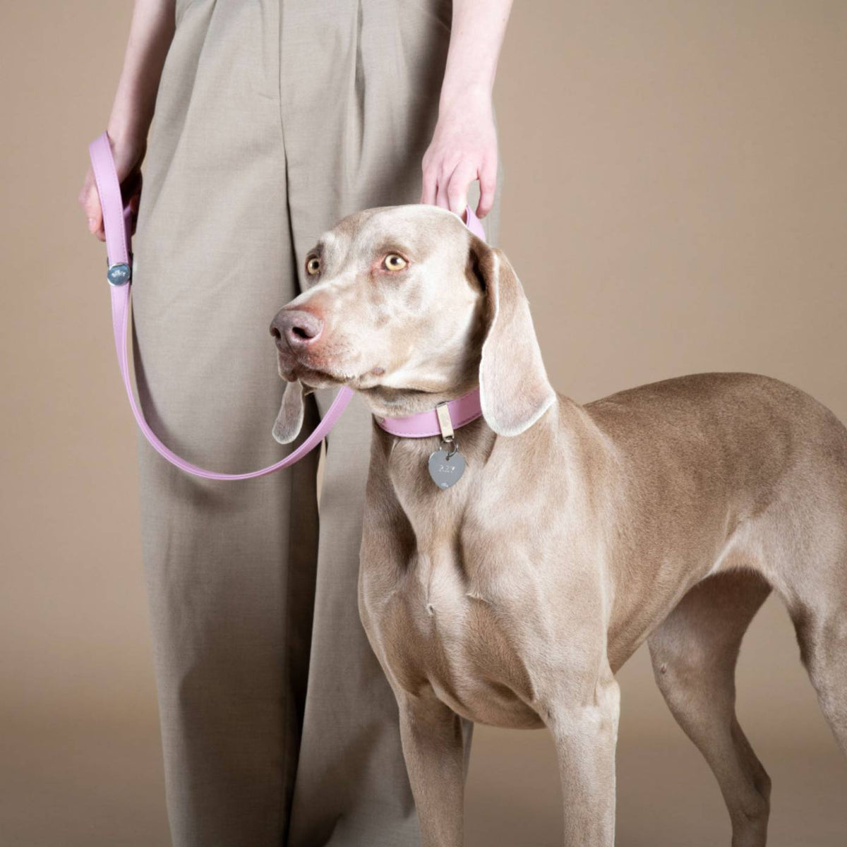 MyFamily Guinzaglio per Cani in Vera Pelle Glicine Hermitage con Finiture in Bronzo Bianco