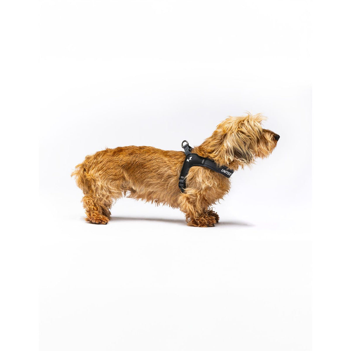 United Pets Pettorina per Cani Aggancio Rapido Linea CityLife Grigio Antracite