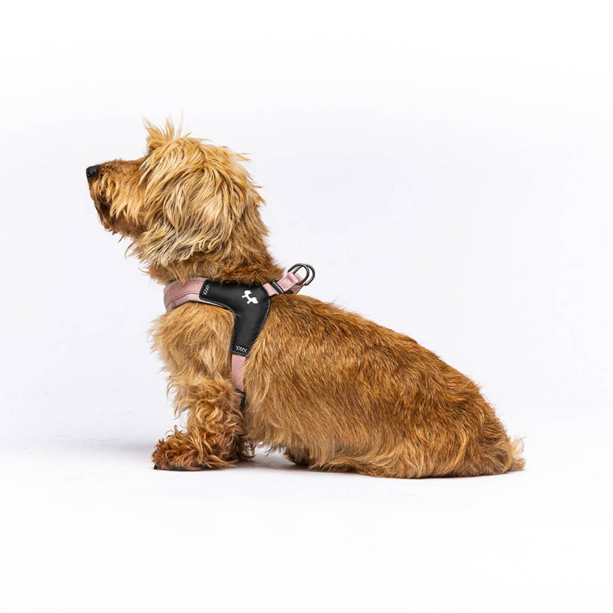 United Pets Pettorina per Cani Aggancio Rapido Linea CityLife Rosa