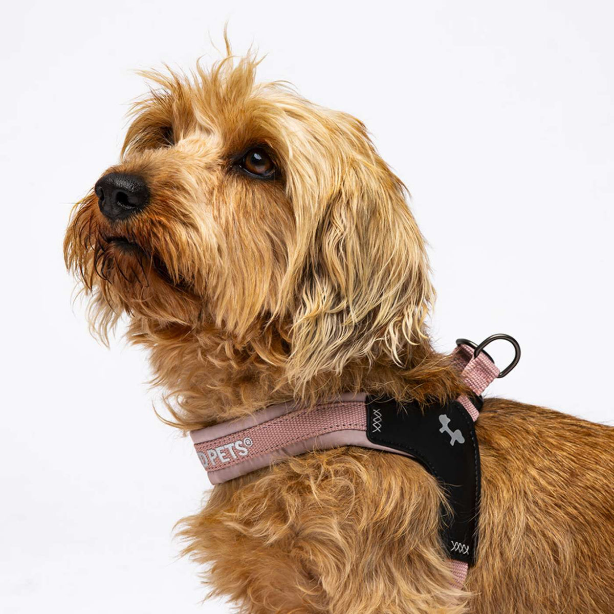 United Pets Pettorina per Cani Aggancio Rapido Linea CityLife Rosa