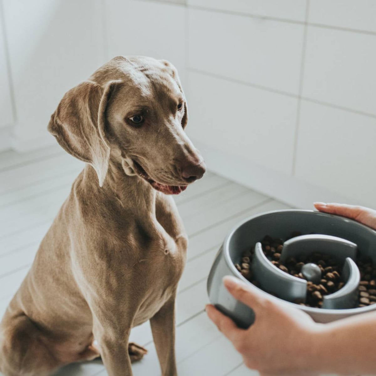 Hunter Ciotola Anti-Ingozzamento per Cani Atlanta in Melamina Grigia