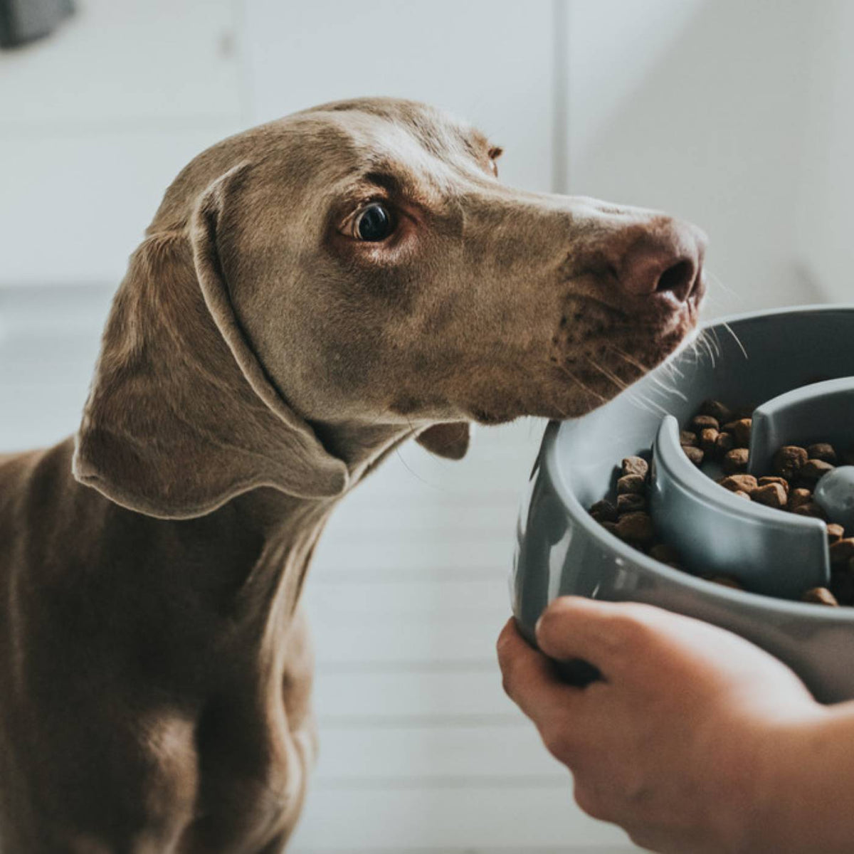 Hunter Ciotola Anti-Ingozzamento per Cani Atlanta in Melamina Grigia