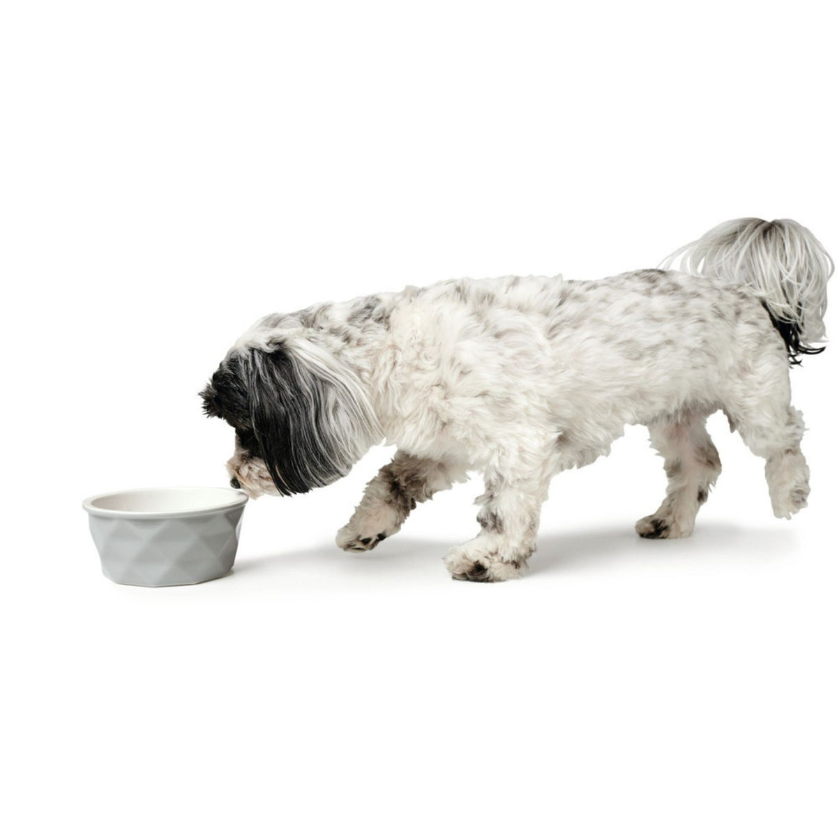 Hunter Ciotola in Ceramica per Animali Eiby Grigia