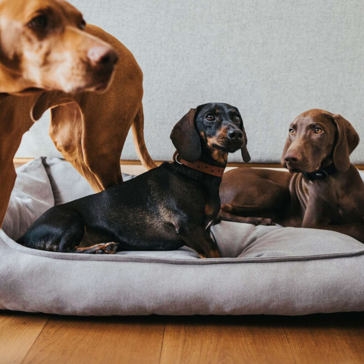 Hunter Divano  per Cani Sofa Eiby Grigio