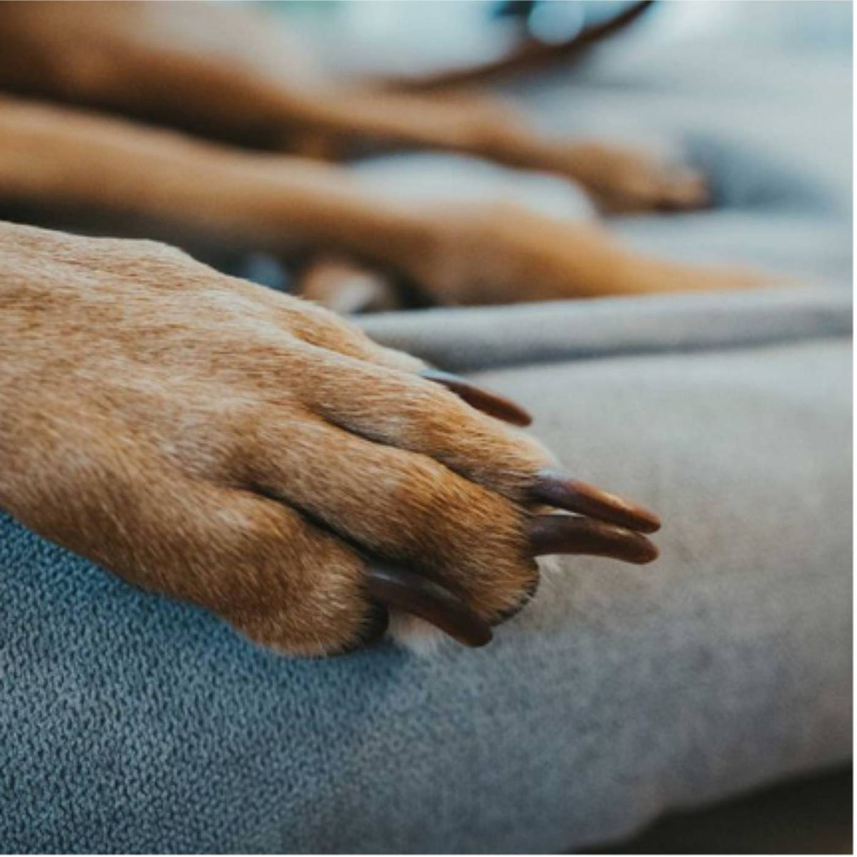 Hunter Divano  per Cani Sofa Eiby Grigio