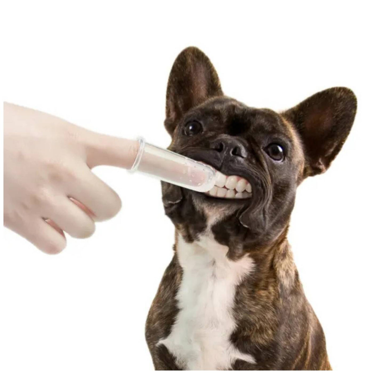 Set di Spazzolini da Denti per Cani