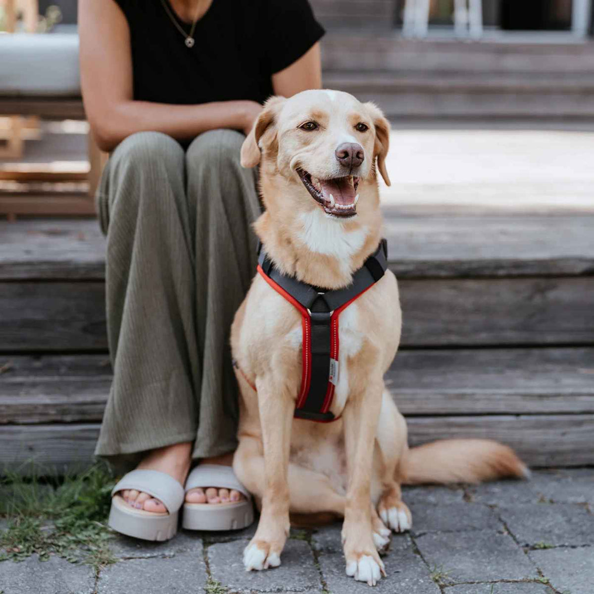 Hunter Pettorina per Cani Maldon Up Rosso/Grigio Riflettente