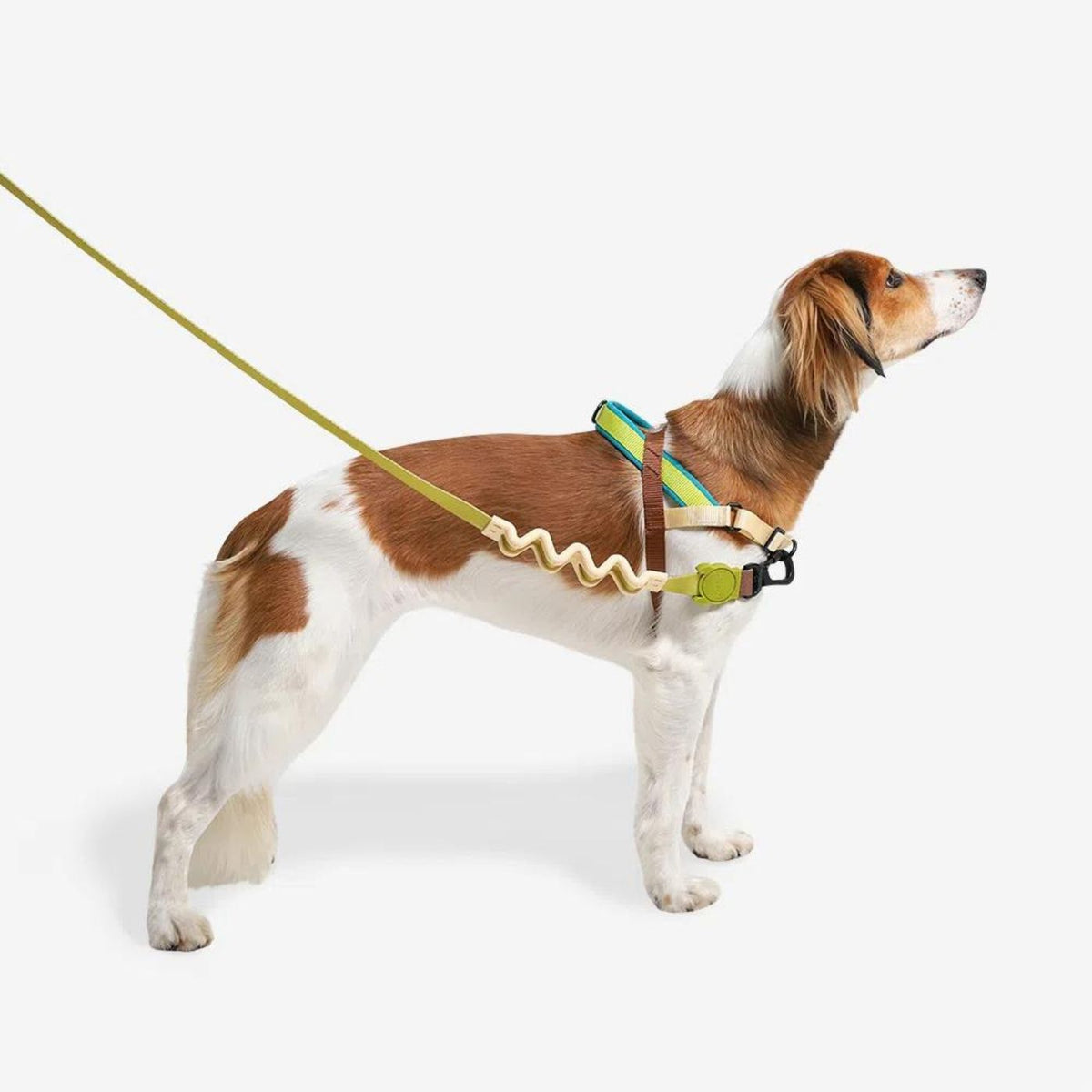 Zee.Dog Pettorina Norvegese Softer-Walk per Cani Avocado