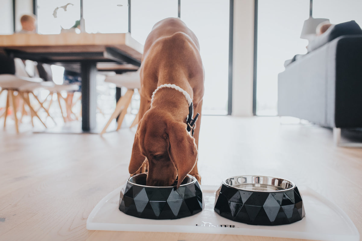 Hunter Sottociotole per Cani e Gatti in Silicone Trasparente