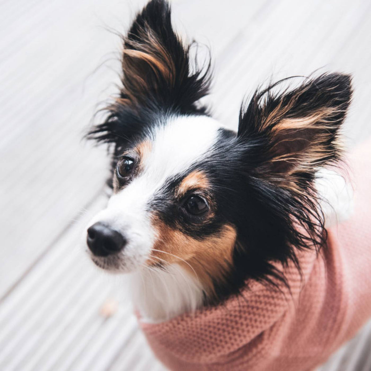 Hunter Maglioncino Pullover per Cani RÖGLA Rosa