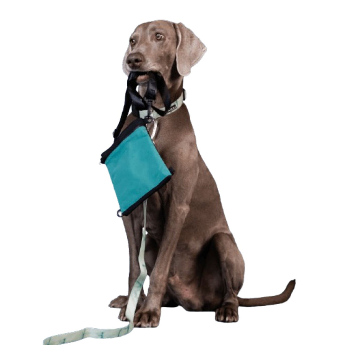 Paikka Borsa Porta Premietti per Cani Alta Visibilità Smeraldo