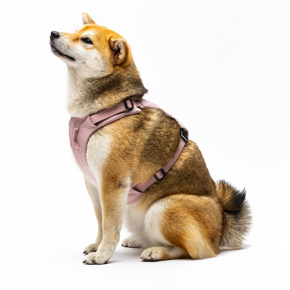 United Pets Pettorina H per Cani Imbottita Linea CityLife Rosa