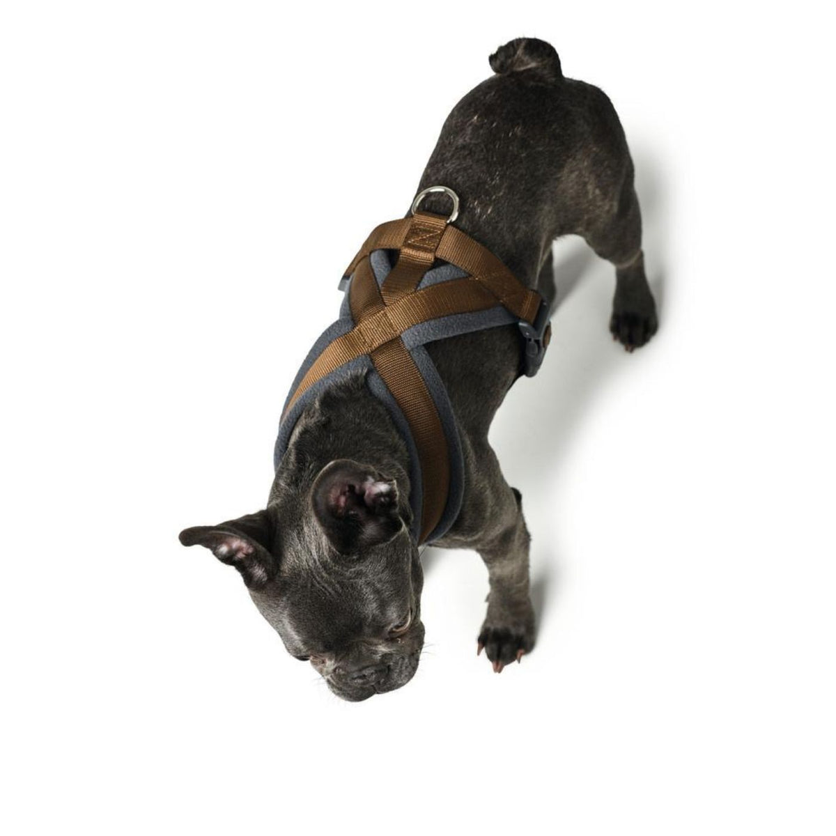 PROMO FINE SERIE !!! Hunter Pettorina per Cani London Comfort Marrone