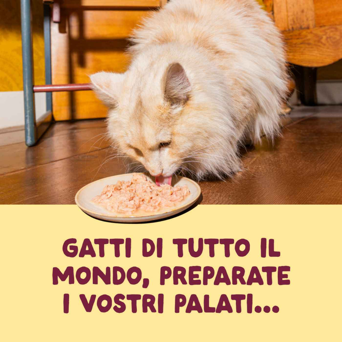 Edgard &amp; Cooper Sfilaccetti per Gatti Adulti Pollo con Tacchino in Brodo di Pollo 70 g