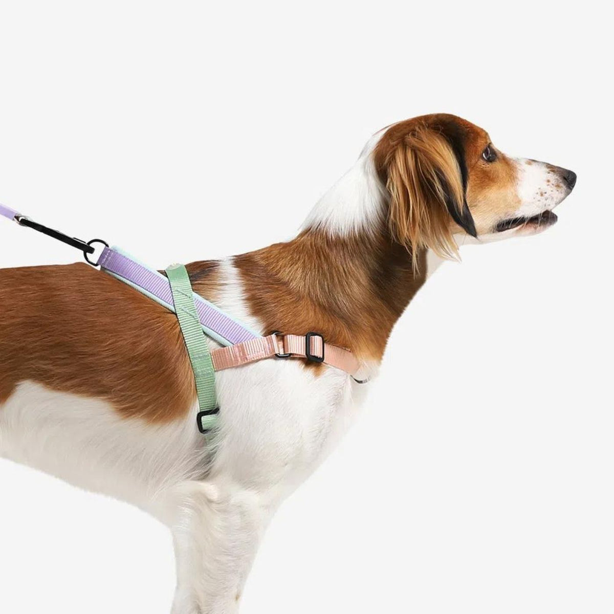 Zee.Dog Pettorina Norvegese Softer-Walk per Cani Peach